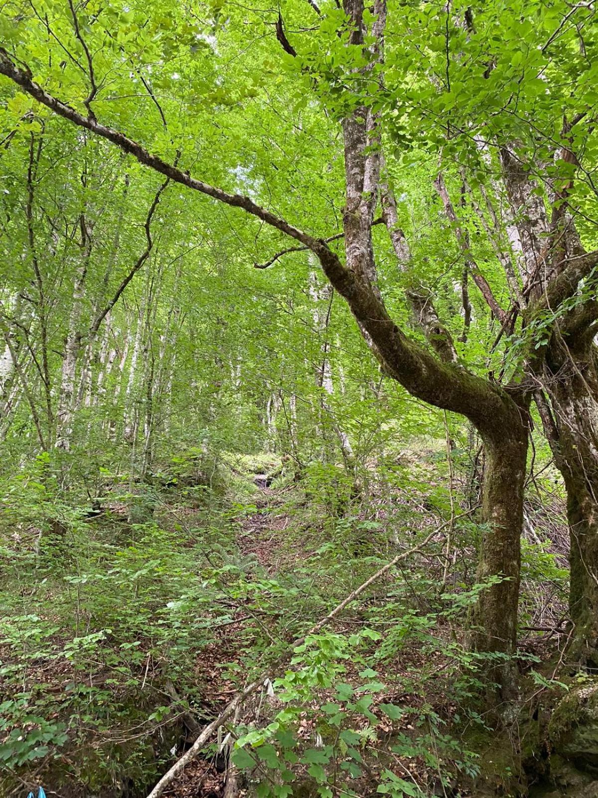 Apartmani Jana Bijelo Polje Buitenkant foto